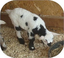 Dasher
